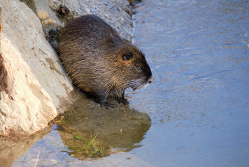 Nutria also known as coypu (latin Myocastor Coypus) on the edge of river, with feet in water.  Pictured sideways, with water reflexion