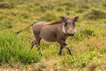 Warthog running arround and waving with its tail in Addo Elephant National Park South Africa