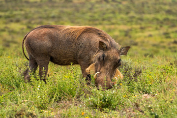 Portrait of warthog captured in Addo Elephant National Park South Africa