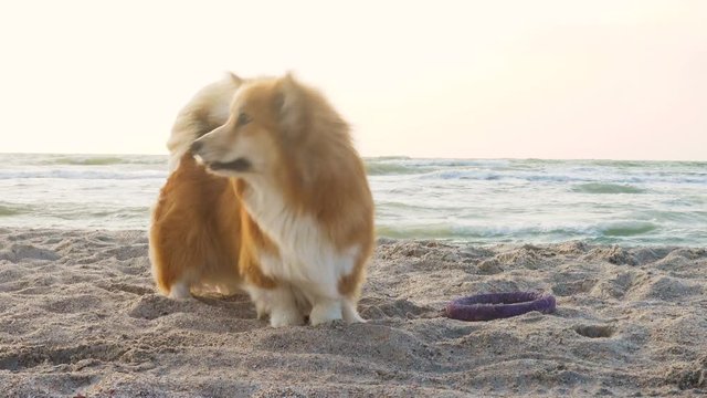 corgi dog on the sandy beach on a windy day with the sea waves at the background