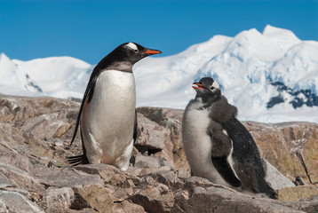  Gentoo Penguin, Pygoscelis papua,Neko Harbour,Antartica Peninsula.