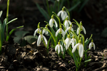 White snowdrops (Galanthus nivalis) is the first spring flower. Blooming tender snowdrops in the garden, background