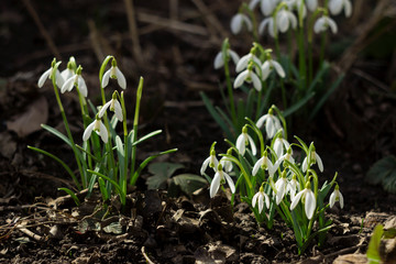White snowdrops (Galanthus nivalis) is the first spring flower. Blooming tender snowdrops in the garden, background