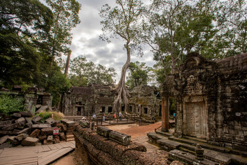 Obraz premium Ta Phrom - Drzewo