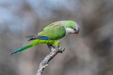 Parakeet perched on a branch of Calden , La Pampa, Patagonia, Argentina