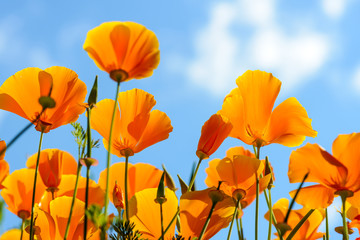 California poppies against bright blue sky