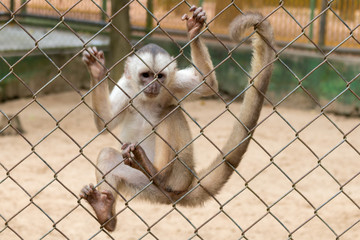 monkey hanging in the cage