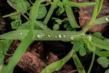 gouttes d'eau sur brin d'herbe