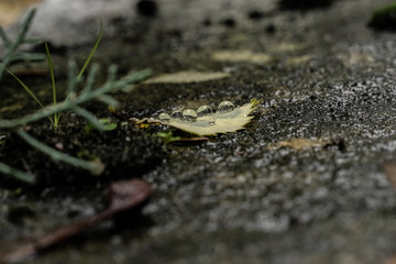 feuille au sol et goutte d'eau
