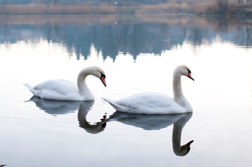 white swans on an autumn lake on a sunny day