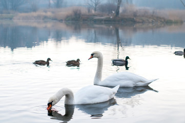 white swans on an autumn lake on a sunny day