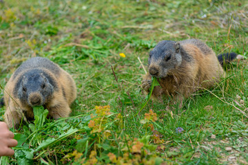 Portrait of wild marmot feeding on mountain meadow.