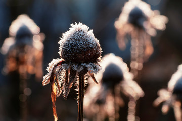 Dry heads of rudbeckia flowers covered with frost at dawn. Common names of coneflowers and...
