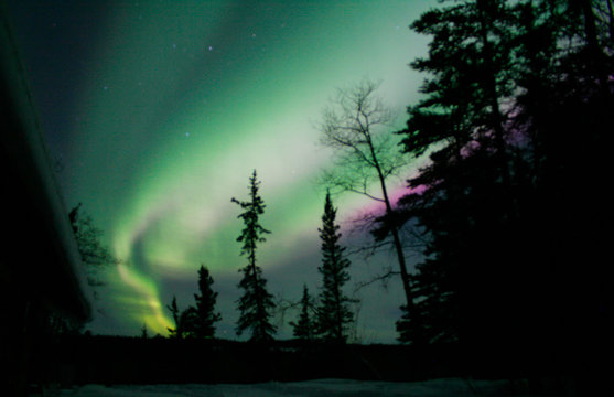 northern lights in the sky at night in winter with trees