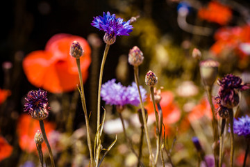 summer meadow with red poppies