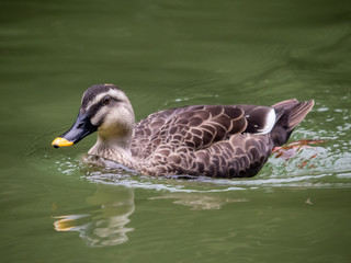 Close-up view of a duck swimming on the river