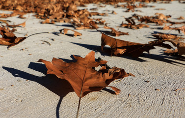 Fall Leaves