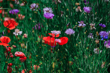 summer meadow with red poppies