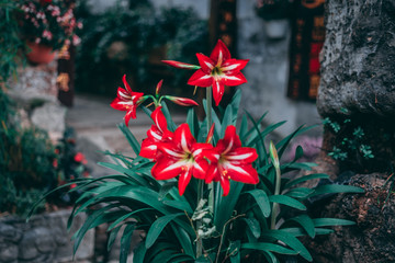 Fototapeta na wymiar Chinese Red and White flowers