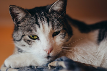 Head shot of beuatiful big cat having sleepy look, cozy lying position