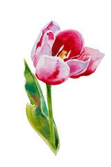 pink tulip watercolor original painting on white background