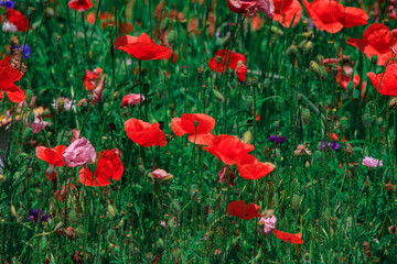 summer meadow with red poppies