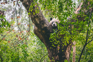 Obraz premium Ukrywanie pandy