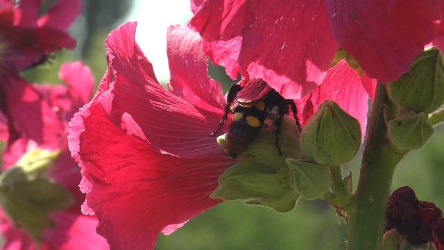 Sphecius speciosus in family Crabronidae, cicada killer or cicada hawk, is large digger wasp species inside in wild flower Malva Moschata, Musk Mallow or Musk-Mallow, is species in family Malvaceae