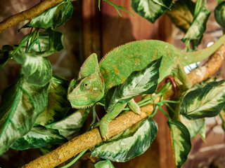 Chameleon on a branch of a zoo leaves