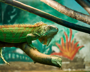 Iguana lizard on a branch zoo 