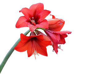 Red amaryllis flowers isolated on white background.