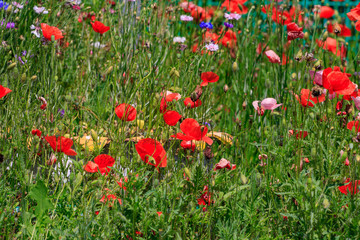 Obraz na płótnie Canvas summer meadow with red poppies