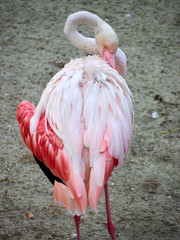 Flamingo bird zoo water surface zoo