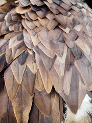 Naklejka premium Eagle hawk vulture feathers background texture brown