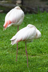 Flamingos at Askhania Nova, Kherson, Ukraine