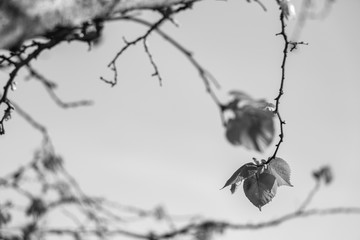 Leaves on a Branch