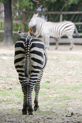 Zebra zad pupa tył ogon