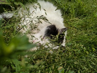 Naklejka premium gata