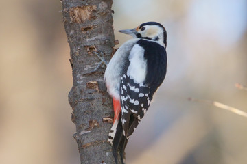 アカゲラ