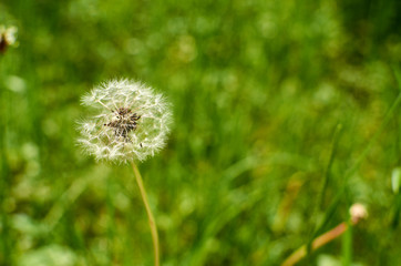 Blow flower against blurred vivid green grass background
