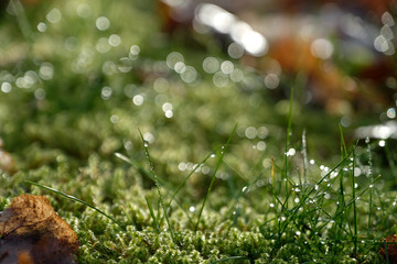 Close up blurred dew droplets on green grass and moss against morning sunlight. Glittering and...