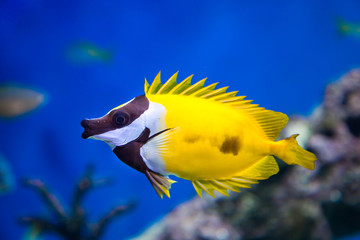 Fish Yellow Fox Lo, Foxface rabbitfish, with open fins fan on a blue background. Marine life, exotic fish, subtropics.