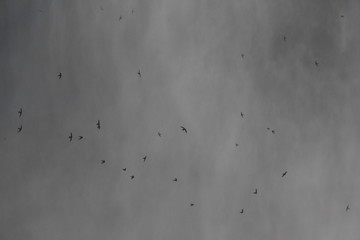 birds abstract metal background