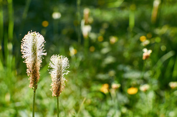 Obraz premium Pair of wild flowers against blurred vivid green grass background