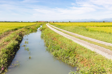 irrigation watercourse canal through rice fields next to Santhia city, province of Vercelli, Piedmont, Italy