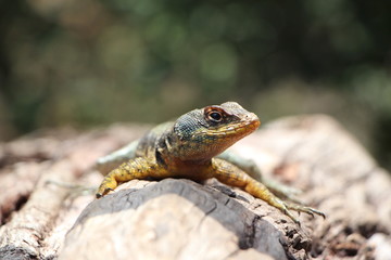lizard