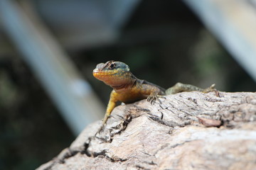 lizard