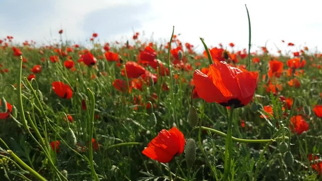 Poppy blossom field close up beautiful natural scene. Wild flowers blowing in the wind on the countryside meadow