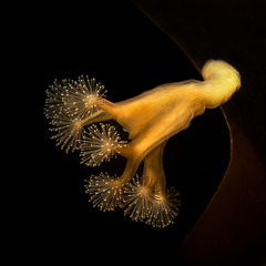 stalked jellyfish lucernaria quadricornis on the kelp © Dmitri Portnov