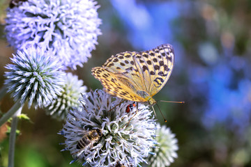 Butterfly and bee enjoy nectar at the flower.